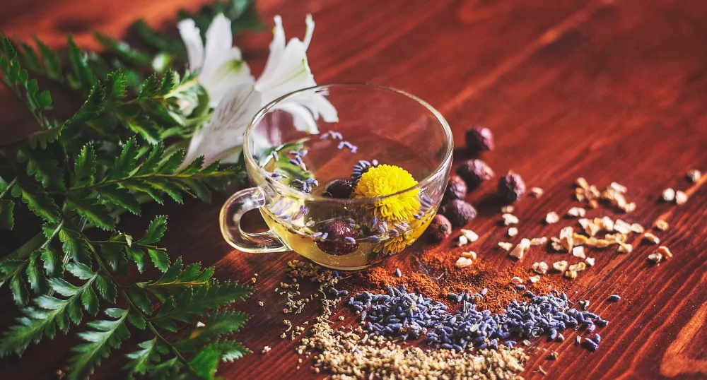 Herbář bylin v Tradiční evropské medicíně